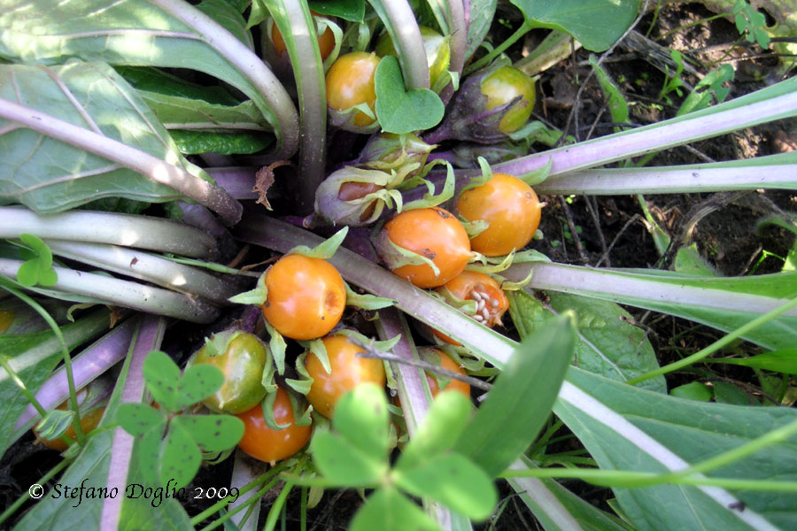 I frutti della Mandragora ...